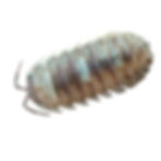Marbleized Isopod