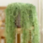Lush donkey tail succulent plants cascading from a pot.