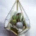 Small desert plants in a geometric glass terrarium