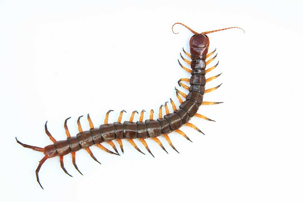 Chinese Tiger Centipede