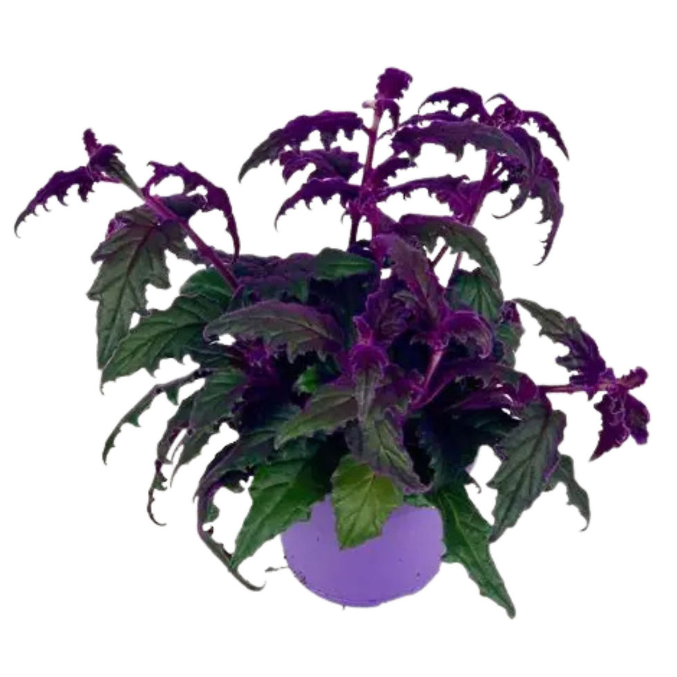 Purple Passion