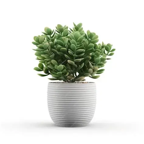 Crassula
