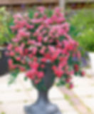 Small pink flowering plants in a tall garden urn