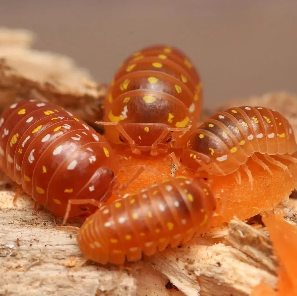 Orange Corfu Isopods
