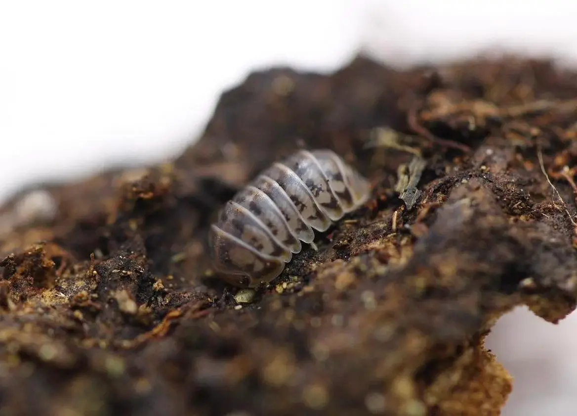 264 Isopods