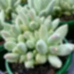 Small potted succulent plants with thick, pale green leaves