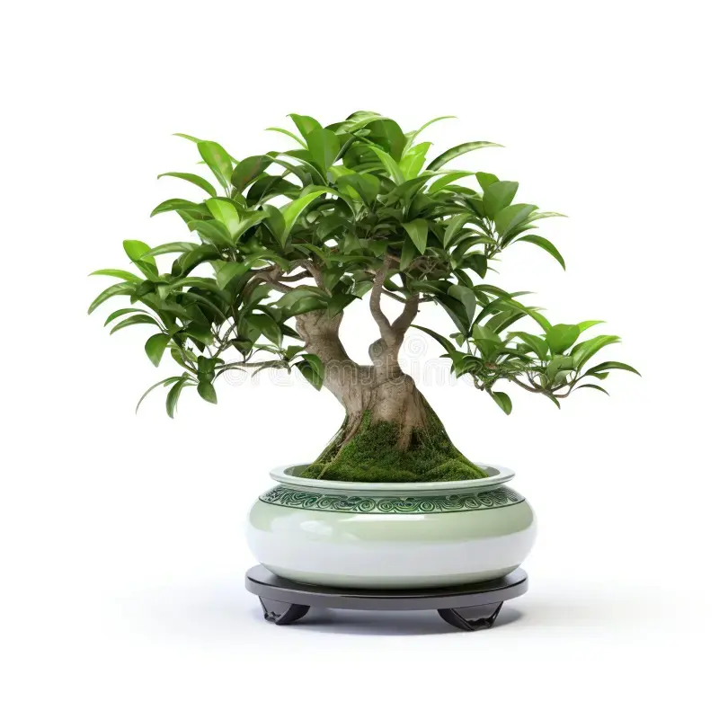Ginseng Ficus