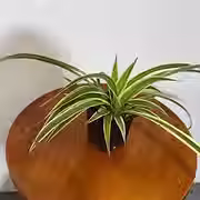 Spider Plant "Chlorophytum comosum"