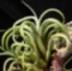 Curly green air plants on a piece of wood