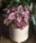 Pink polka dot plants in a decorative white pot