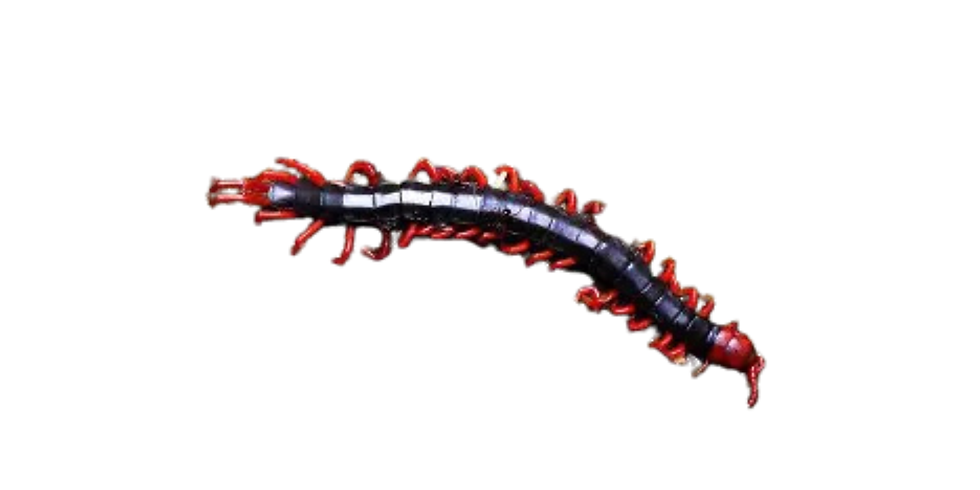 Black Cherry Centipede