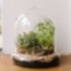 Small green plants growing inside a glass bell jar terrarium