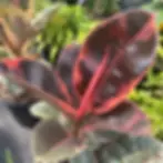Variegated rubber plants with pink and dark green leaves
