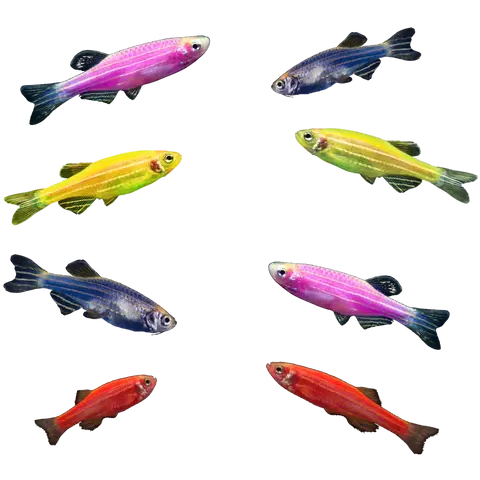 Danio Glofish