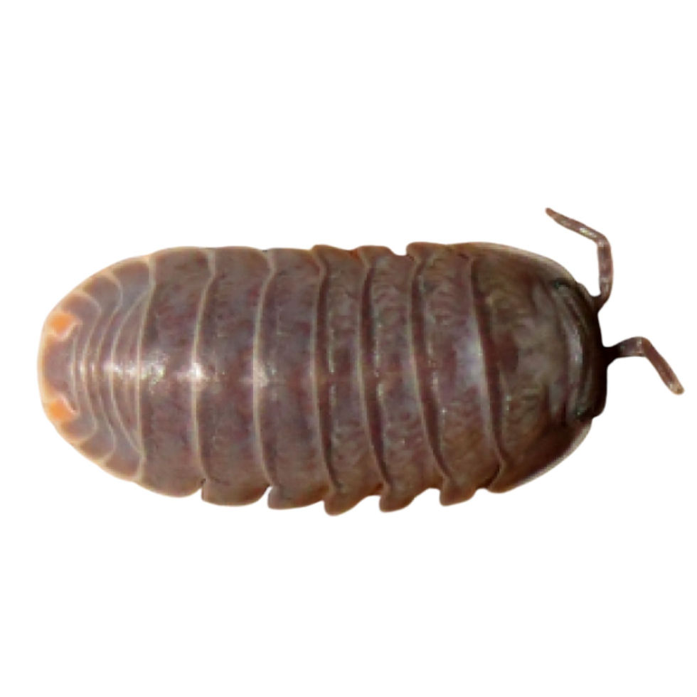 Little Sea Roly Poly