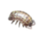 Polska Isopods
