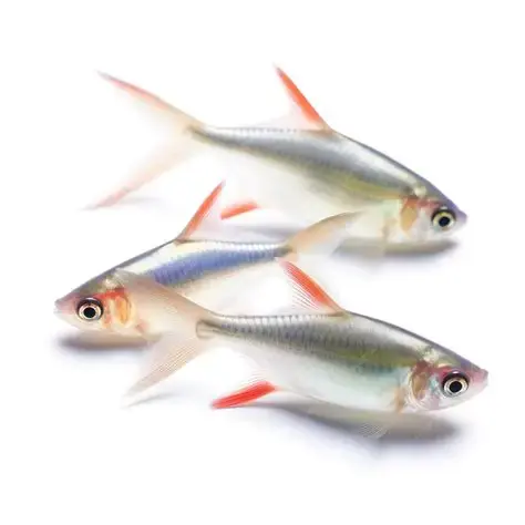 Short Fin Tetras