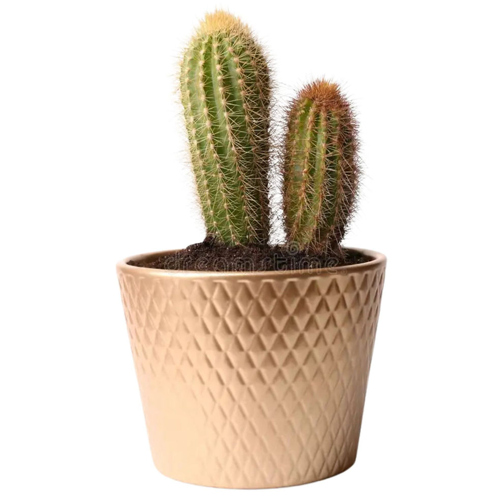 Cacti