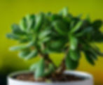 Small jade plants in a white ceramic pot
