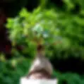 Small bonsai plant with thick trunk in a white pot.