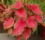 Caladium Florida Sweetheart " Caladium bicolor ‘Florida Sweetheart’"