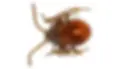 Shiny Spider Beetle