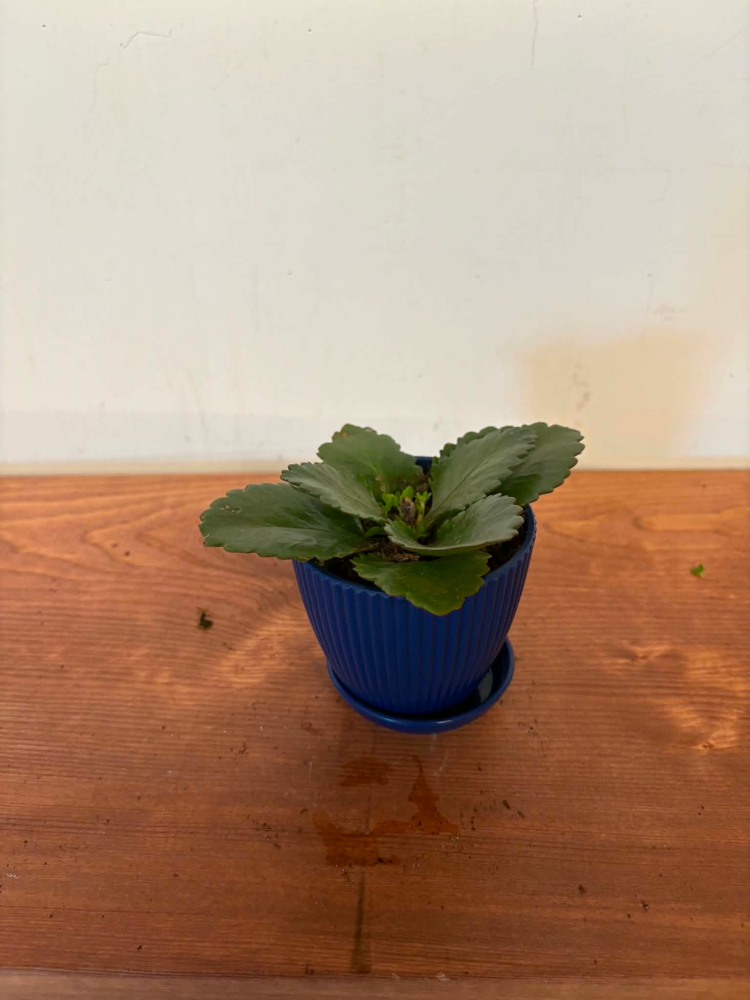 Widow's Thrill 3" Pot