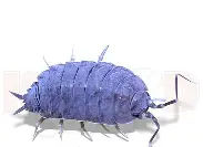 Pied Powder Blues Isopods