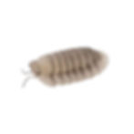 Blue & Beige Isopod
