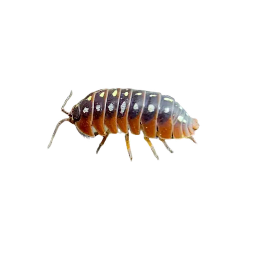 Montenegro Isopods