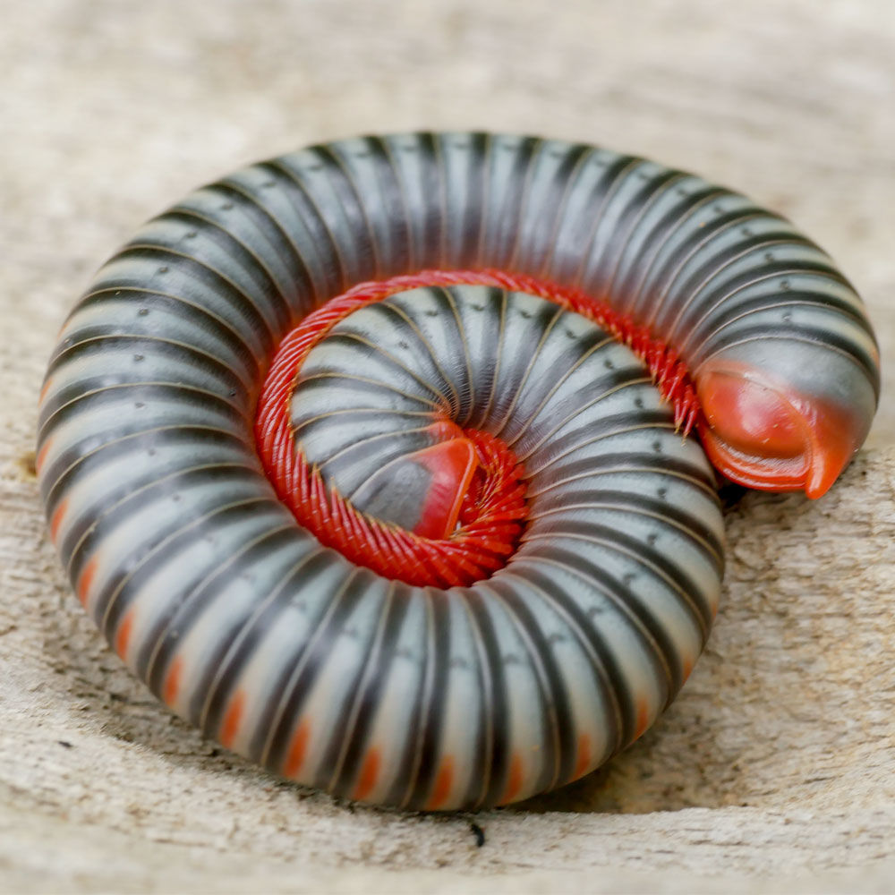 Thai Rainbow Millipede