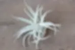 Silvery air plants on a rustic wooden surface