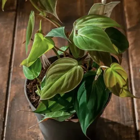 Philodendron Velvet Leaf "Philodendron hederaceum"