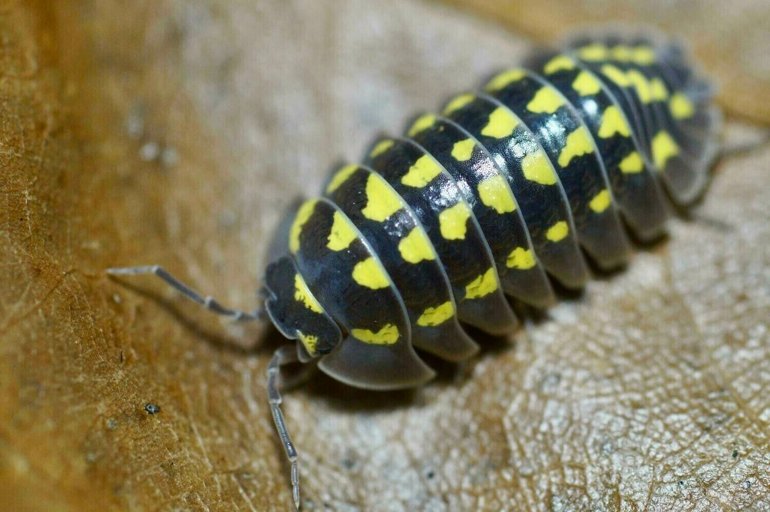 Yellow spotted Isopods