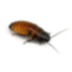 Madagascar Hissing Cockroach