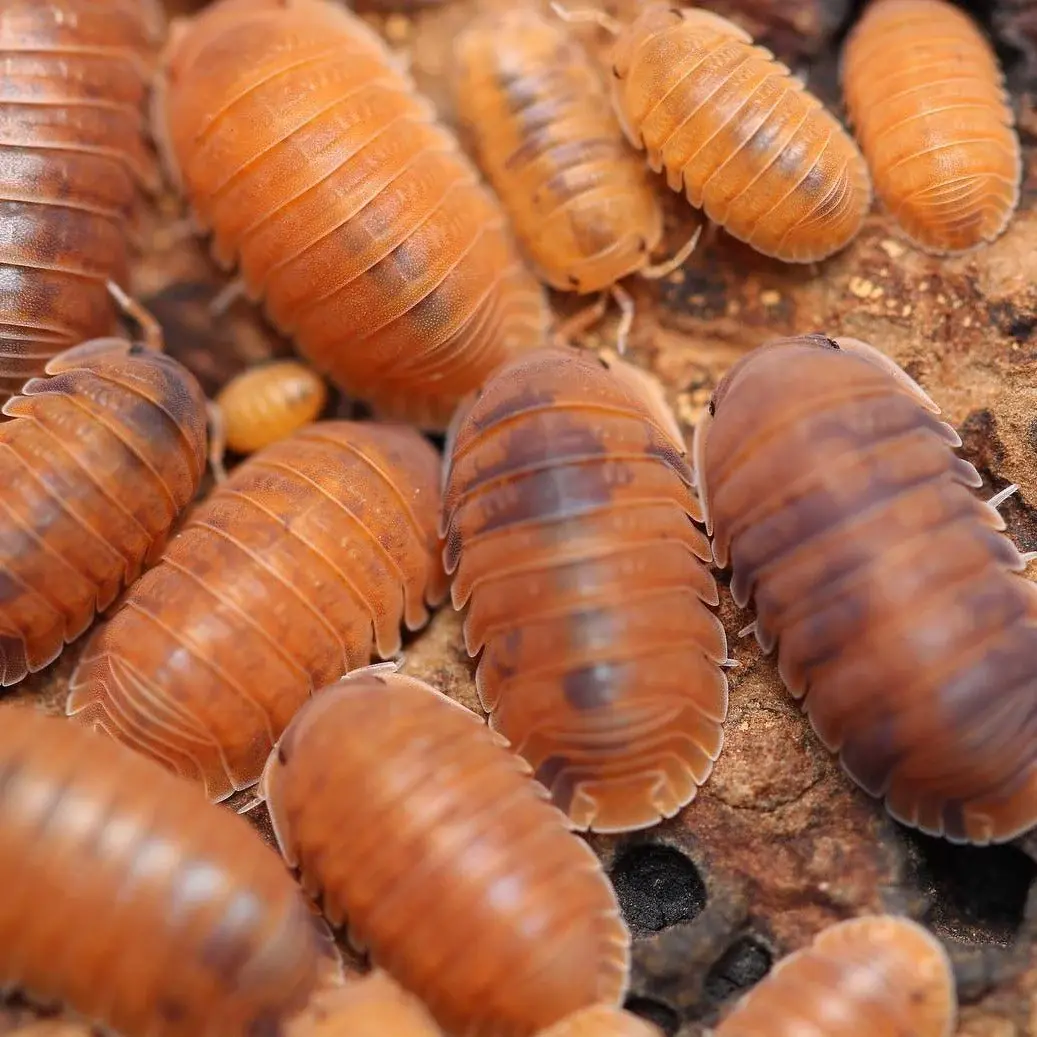 Anemone Isopods