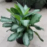 Lush green Chinese Evergreen indoor plants in a black pot