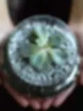 Small succulent plant in a glass terrarium with pebbles.
