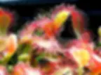 Sundew plants with dew-covered red and yellow leaves.