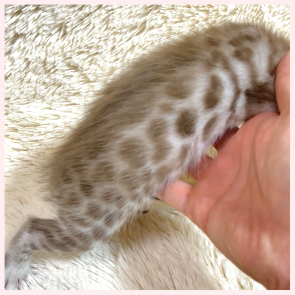 ベンガル