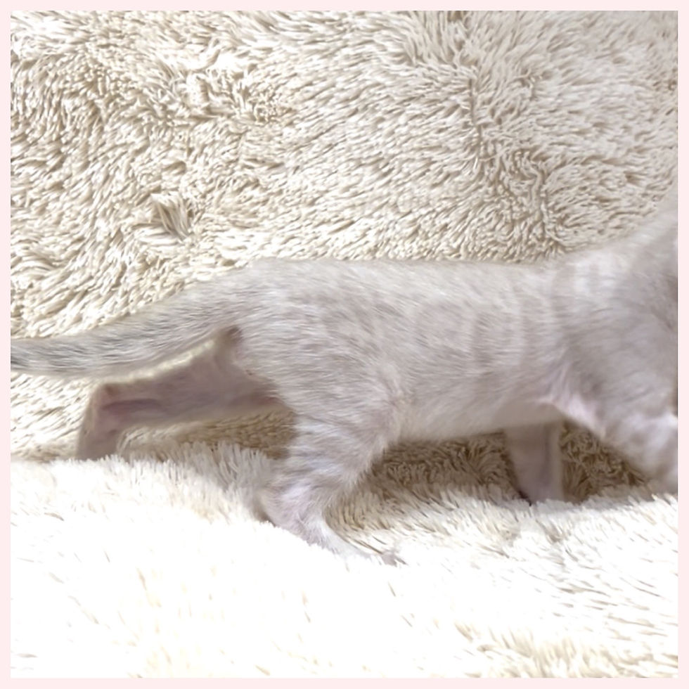 ベンガル