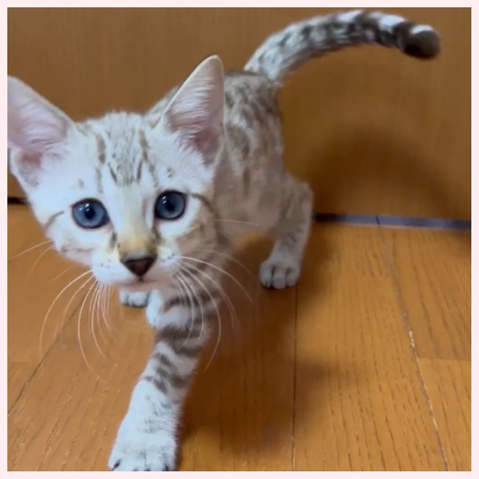 ベンガル