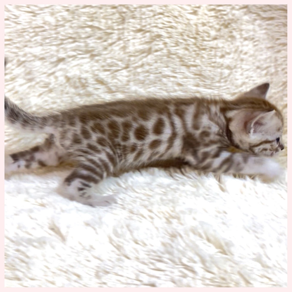 ベンガル