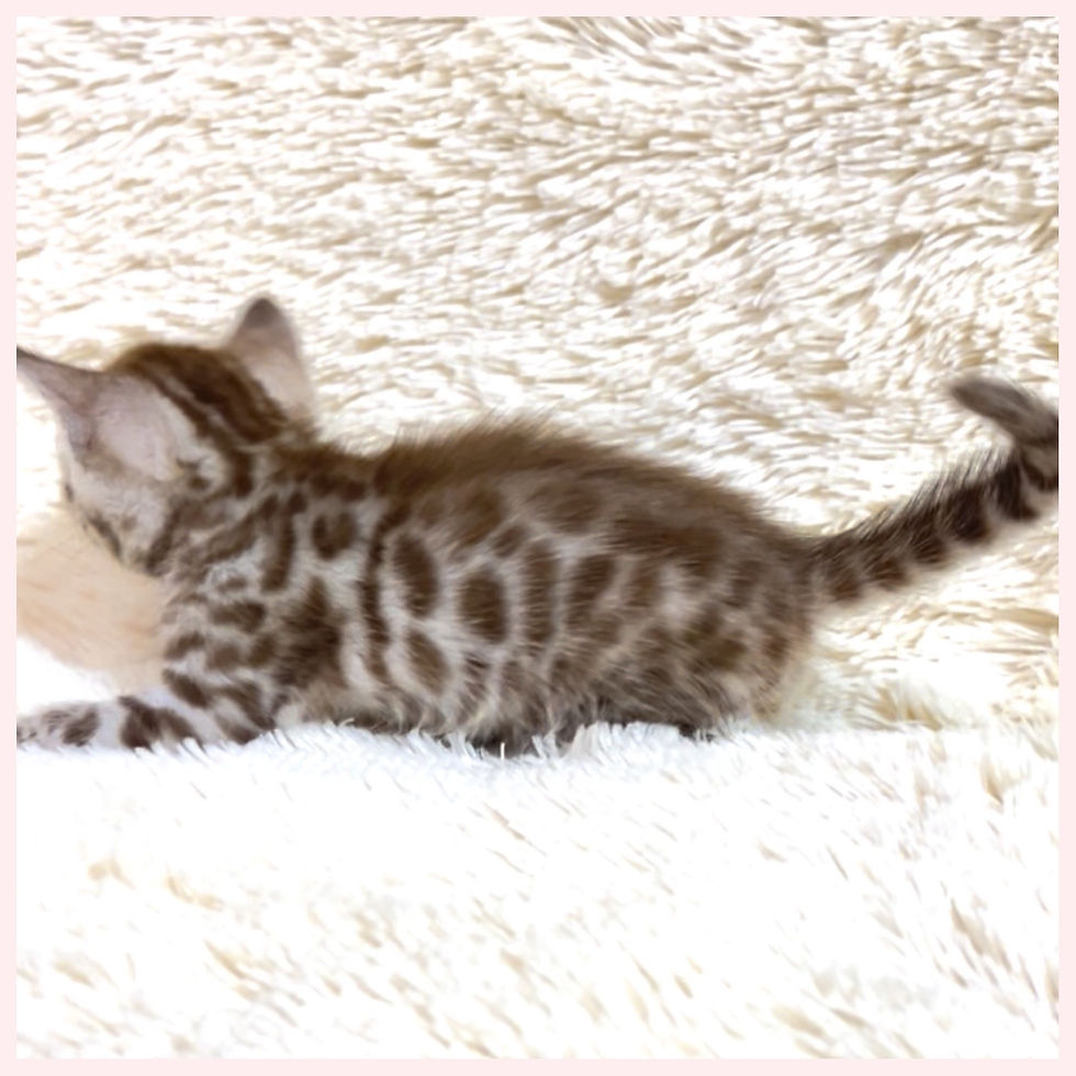 ベンガル