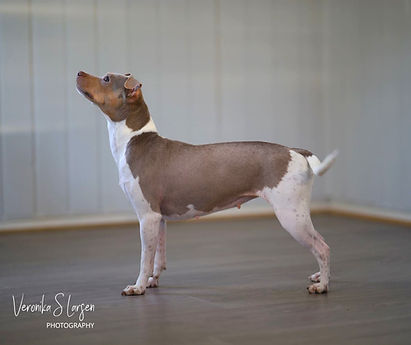 Maienyas Isabela Storm - Terrier Brasileiro