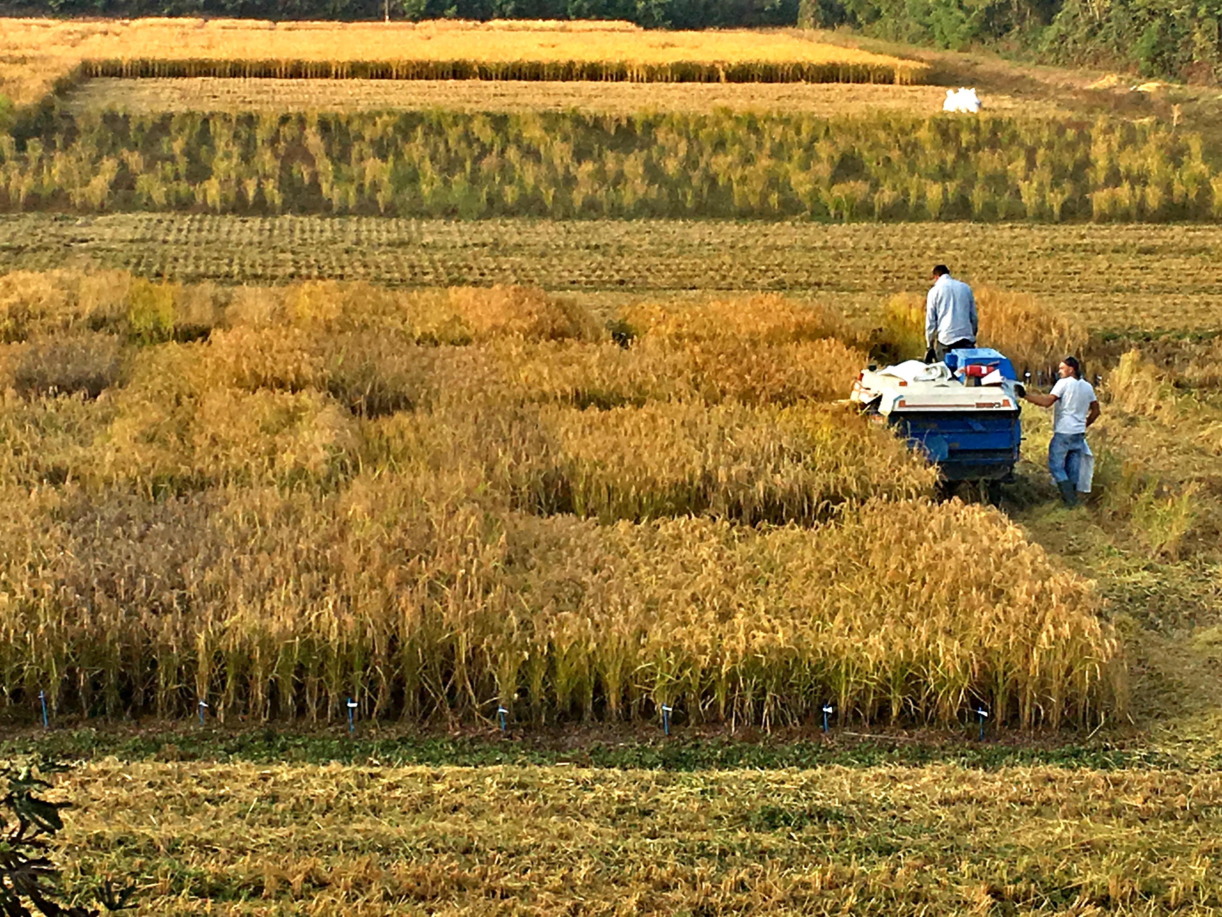 updated rice purity test updated rice purity test