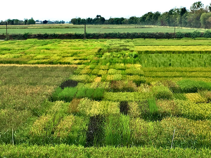 IRES Field 2018