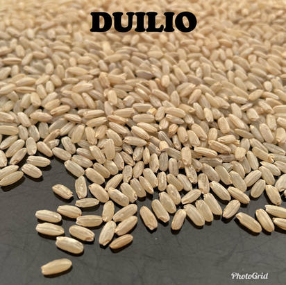 Duilio