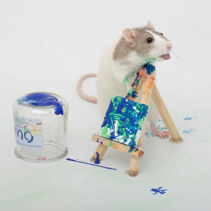 Examples of some of our past ratty paw paintings!