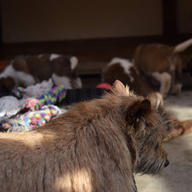 Norwich Terrier